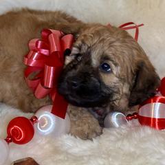 Remington - Sable male Saint Berdoodle puppy in Swartz Creek, Michigan from Whisky Paws Saint Berdoodles and Poodle Pups
