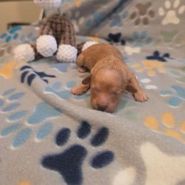 Boy 1 - Red  male Poodle puppy in Louisville, Mississippi from Cindy's Poodles