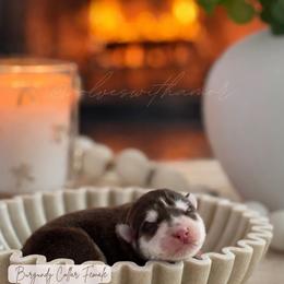 Mileena - Red and white female Siberian Husky puppy in Lodi, California from Wolves with Amor