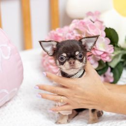 Céline - 7,500 - Chocolate and white female Chihuahua puppy in Jacksonville, Florida from Petits Chihuahuas