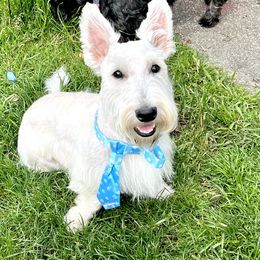Ash - Scottish Terrier