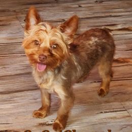 CoCo - Yorkshire Terrier
