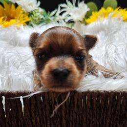 Marlow - Sable male Yorkshire Terrier puppy in Moses Lake, Washington from Harmony Hills Yorkies