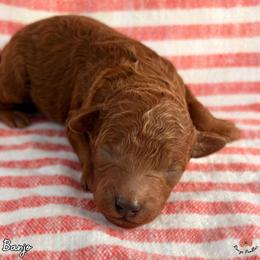Banjo - Red  male Poodle puppy in Florida from Rouge Poodles