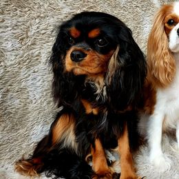 Gracie - Cavalier King Charles Spaniel