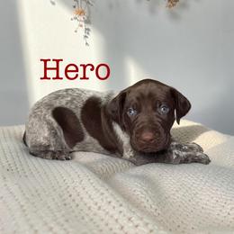 Hero - Liver roan male German Shorthaired Pointer puppy in Polk City, Florida from Yates’ GSP