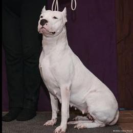 Dogo Argentinos from Diavol Dogos /DoubleD Creek Ranch