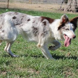 Border Collie puppies from Feathered Cactus Farm