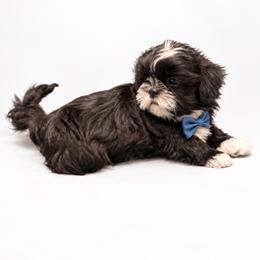 Atlas - Black and white male Shih Tzu puppy in Montgomery, Texas from Furbourne Farm