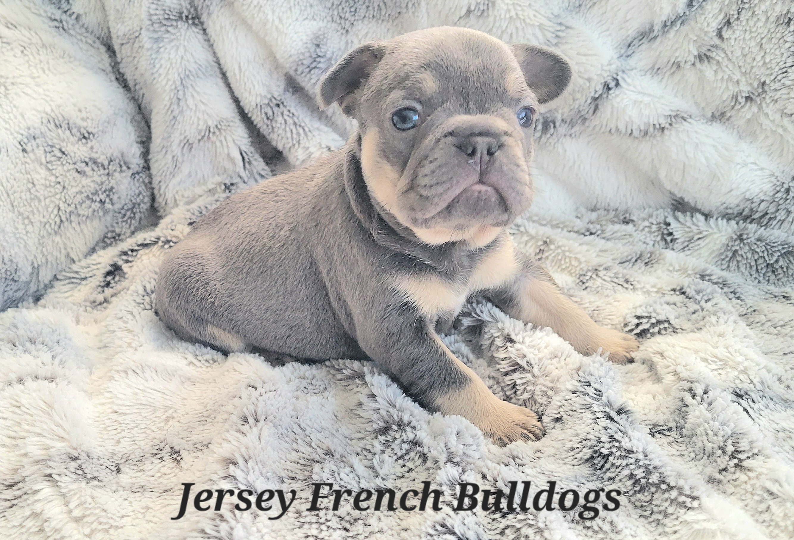 French Bulldog Puppies from Jersey French Bulldogs