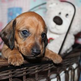 Girl 2 - Red female Dachshund puppy in Craig, Colorado from Rocky Mountain Shih Tzus and Dry Creek Miniature Dachshunds