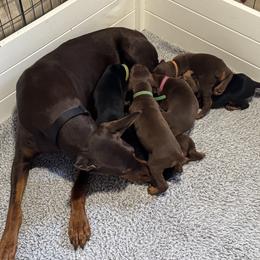 Orange - Red and rust male Doberman Pinscher puppy in Medina, Tennessee from Valorosa Doberman Kennel