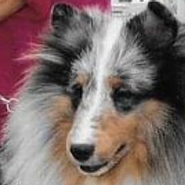 Shetland Sheepdogs from Nokomis Shelties