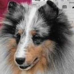 Shetland Sheepdogs from Nokomis Shelties