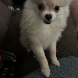 “cotton” (Akc) - Cream Pomeranian puppy in Helen, Georgia from DNA Poms