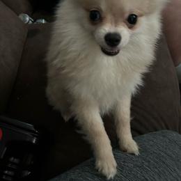 “cotton” (Akc) - Cream Pomeranian puppy in Helen, Georgia from DNA Poms