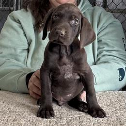 Solid Liver Boy - Liver male German Shorthaired Pointer puppy in Dearborn, Missouri from Hardwood Kennels