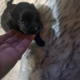 Puppy 3 - Black female Pomeranian puppy in Lebanon, Indiana from Duran's Huskies and Pomeranians