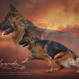 Uganda rim Trotter - Black and red female German Shepherd puppy in Davie, Florida from Vom Broward Haus