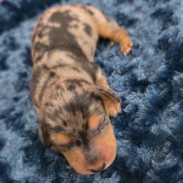Dapple boy 1 - Dapple male Dachshund puppy in West Plains, Missouri from Spring Creek Dachshunds