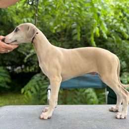 Cu Liath Cadillac Jack - Blue fawn male Whippet puppy in Argyle, New York from Cu Liath Deerhounds & Whippets