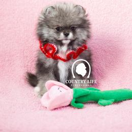 Pomeranian Puppies from Country Life Pomeranians
