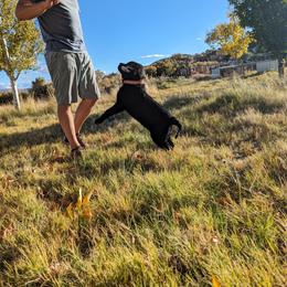 Anatolian Shepherd Dog and Labrador Retriever Puppies from Learning With Dogs