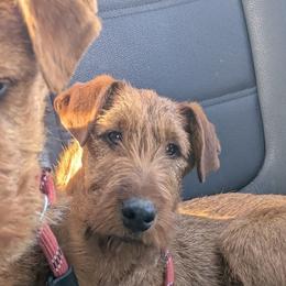 Green Boy - Red male Irish Terrier puppy in Spring Valley, Minnesota from Back Country Terriers