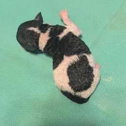 Sweet Potato - White and black female American Hairless Terrier puppy in Phoenix, Arizona from Bare Valley