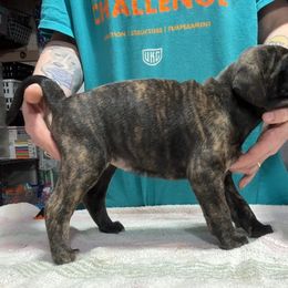 Brindle F - Brindle female Mountain Cur puppy in Georgetown, Ohio from Walnut Ridge Mountain Curs