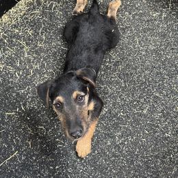 Jagdterrier Puppies from Oregon Jagdterrier