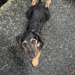 Jagdterrier Puppies from Oregon Jagdterrier