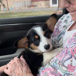 Cody - Black and white male American Corgi puppy in Tome, New Mexico from Blue Diamond Welsh corgis