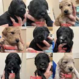 Cavapoo, Cockapoo, Goldendoodle, and Poodle Puppies from Clad Doodles