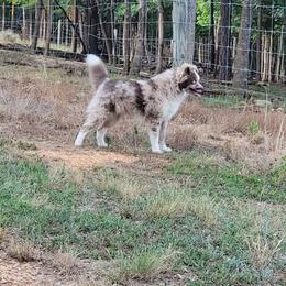 Slush - Merle male Pomsky puppy in Gladstone, Virginia from Rustic Charms Miniature Huskys