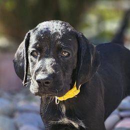 ⭐️-🇺🇲🇩🇪-AKC-Piper-Black GSP- Ready 📽 - Black German Shorthaired Pointer puppy in Banning, California from ⭐🦆 So Cal on Point GSP'S🇺🇲🇩🇪 lg