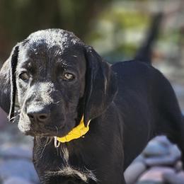 ⭐️-🇺🇲🇩🇪-AKC-Piper-Black GSP- Ready 📽 - Black German Shorthaired Pointer puppy in Banning, California from ⭐🦆 So Cal on Point GSP'S🇺🇲🇩🇪 lg