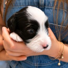 Rey - Black and white female Bernedoodle puppy in Travelers Rest, South Carolina from Bernedoodle.do
