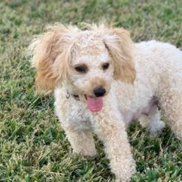 Poodles from Dianne Jackson