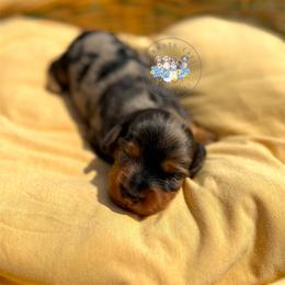 Daffodil - Dapple female Dachshund puppy in Cave City, Kentucky from Mammoth Cave Dachshunds