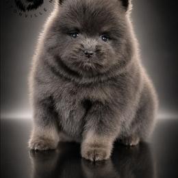 Blake - Blue and tan male Pomeranian puppy in Fultonville, New York from Sandy Aussies & Pomeranians