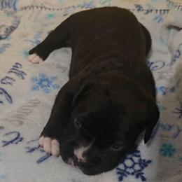 Boy 2 - Brindle male Boxer puppy in Temple, Georgia from B&B Boxers