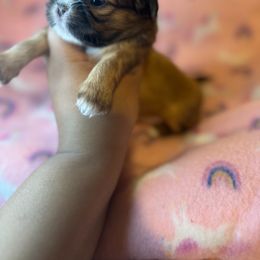 Shih Tzu Puppies from Diamond Paws LLC