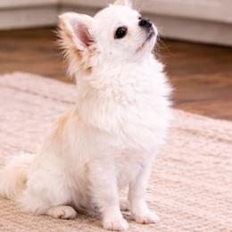 Chihuahuas and Dachshunds from Farm House miniatures