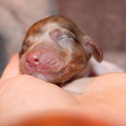 Chocolate dapple girl - Dapple female Dachshund puppy in Stockton, California from Wiggles & Wags Dachshund's