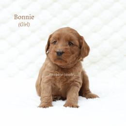 Bonnie - Red female Australian Labradoodle puppy in Hurricane, Utah from Red Desert Doodles