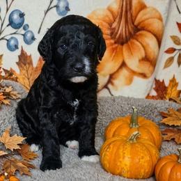 Cinnamon - Black female Sheepadoodle puppy in Austin, Texas from Darling Doodles
