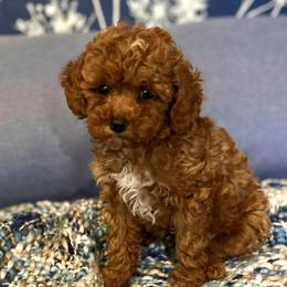 Marley - Red  female Goldendoodle puppy in Brandon, Florida from Murphys Doodles