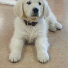 Golden Retriever Puppies from Creekside Golden Kennels