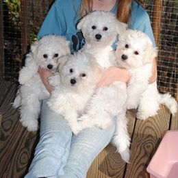  Puppies from Wendan Bichons